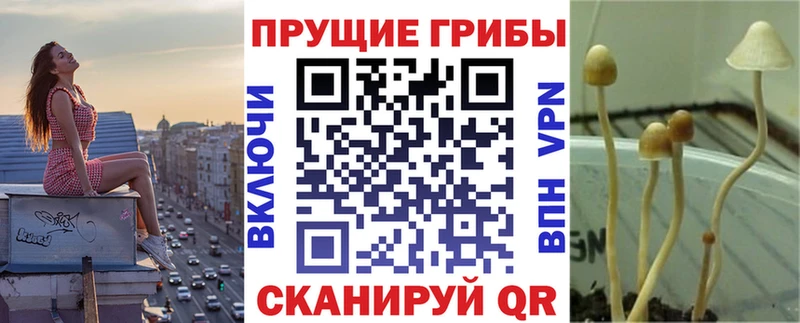Галлюциногенные грибы GOLDEN TEACHER  наркота  Грозный 